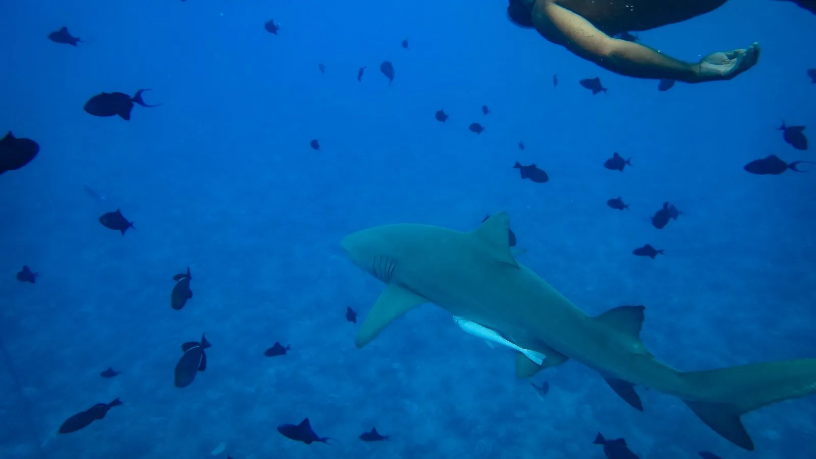 【Tahiti · Bora Bora】An Intimate Day With Sharks and Stingrays in Bora Bora☆Must-Do Tour Recommendation