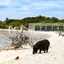 Koh Samui Island Hopping: Pig Island | Adorable Little Pigs & Pristine Beaches on a Deserted Island