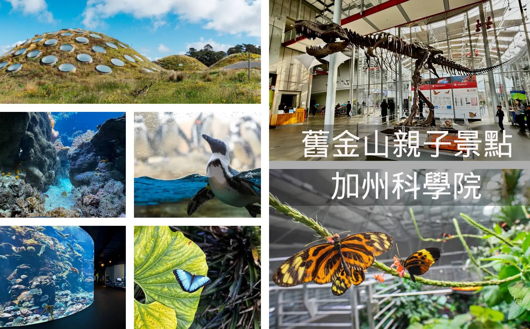【舊金山親子景點】「四館合一」ＣＰ值大爆表～加州科學院超越想像的精彩奇幻之旅！｜California Academy of Sciences