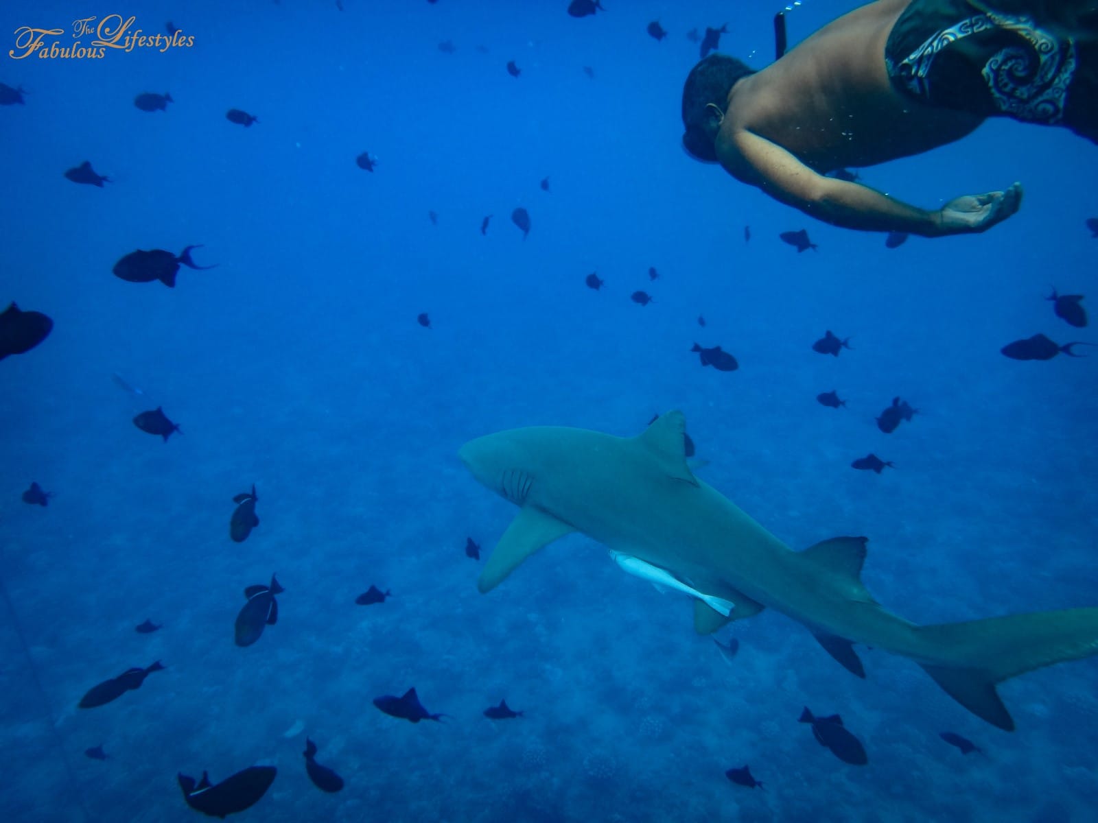 【Tahiti · Bora Bora】An Intimate Day With Sharks and Stingrays in Bora Bora☆Must-Do Tour Recommendation