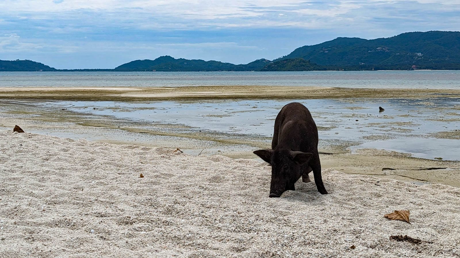 Koh Samui Island Hopping: Pig Island | Adorable Little Pigs & Pristine Beaches on a Deserted Island