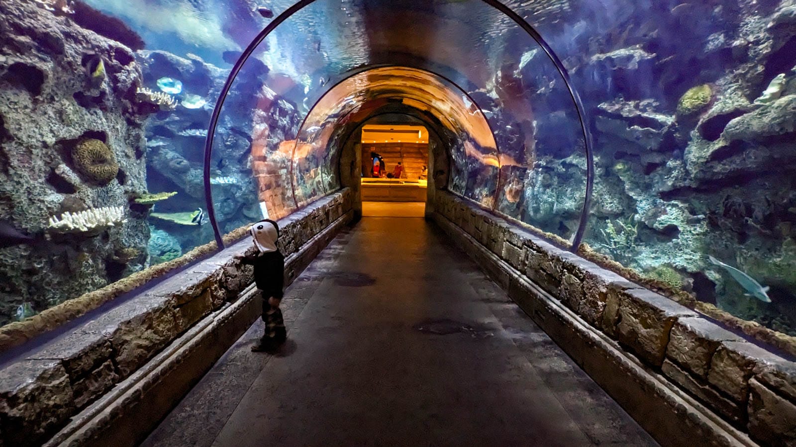 [Las Vegas Travel] Recommended Family Attraction ★ Shark Reef Aquarium