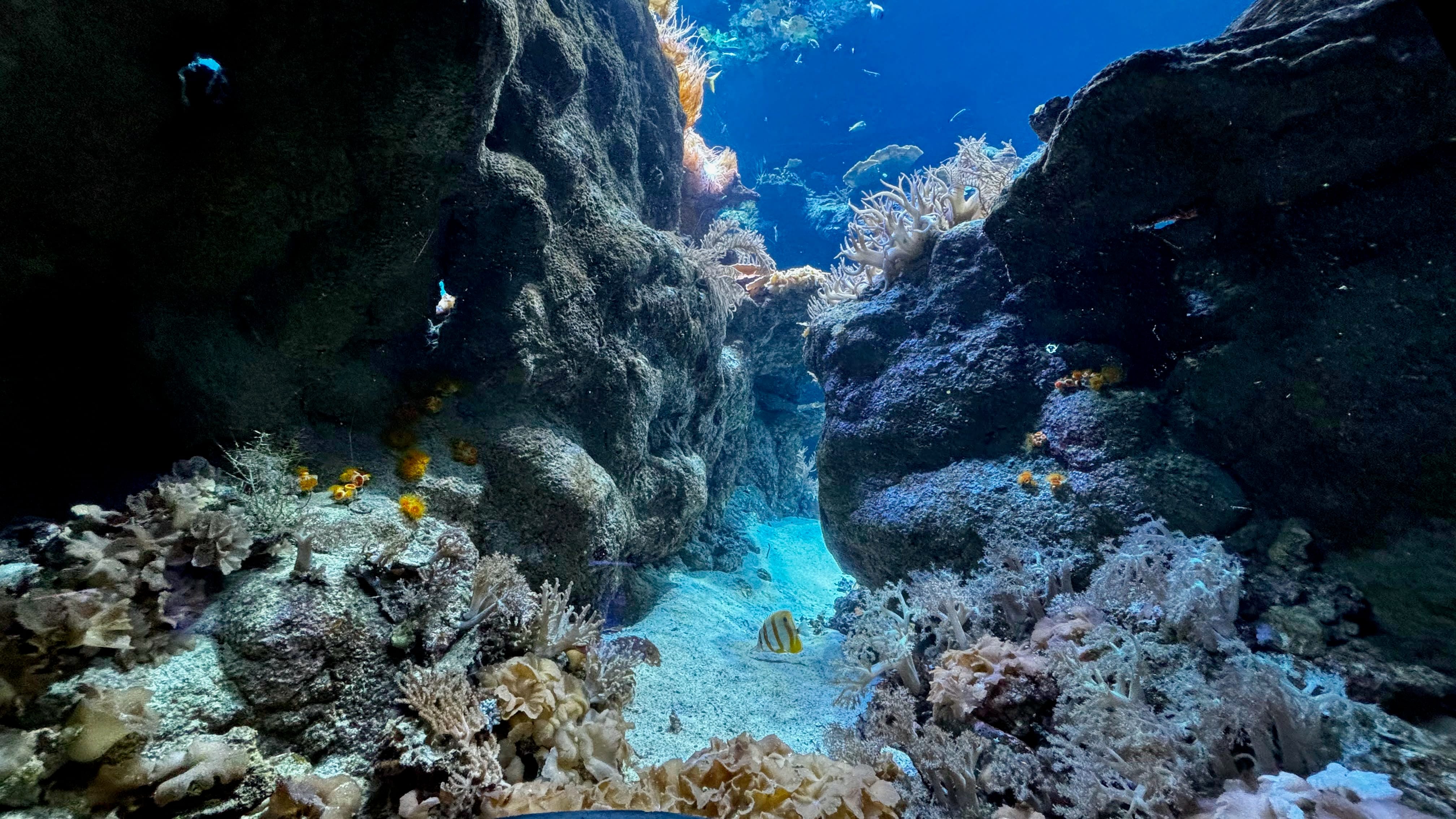 [San Francisco Family Attractions] 4-in-1 Ultimate Value! A Mind-Blowing Magical Journey at the California Academy of Sciences! | California Academy of Sciences