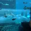 【Dubai】A Must-Visit for Your Dubai Trip ☆ The Transparent Waterslide into an Underwater World ☆ Atlantis Aquaventure Waterpark