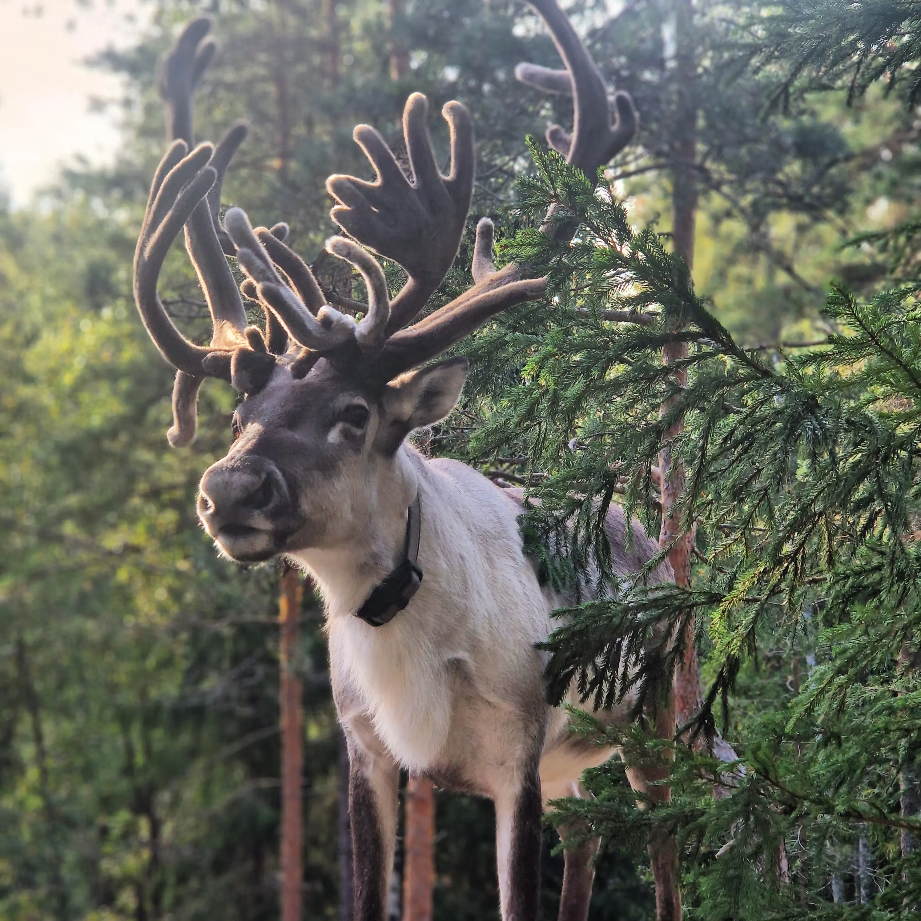 Image from official website