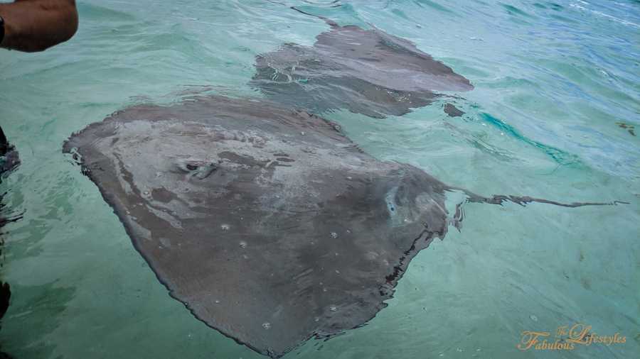 28 moorea jet ski