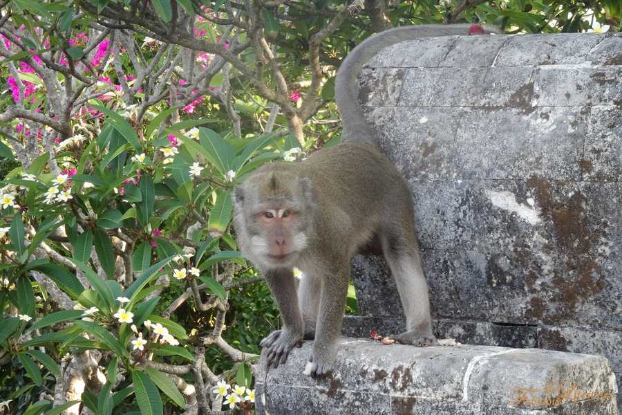 11 bali uluwatu temple