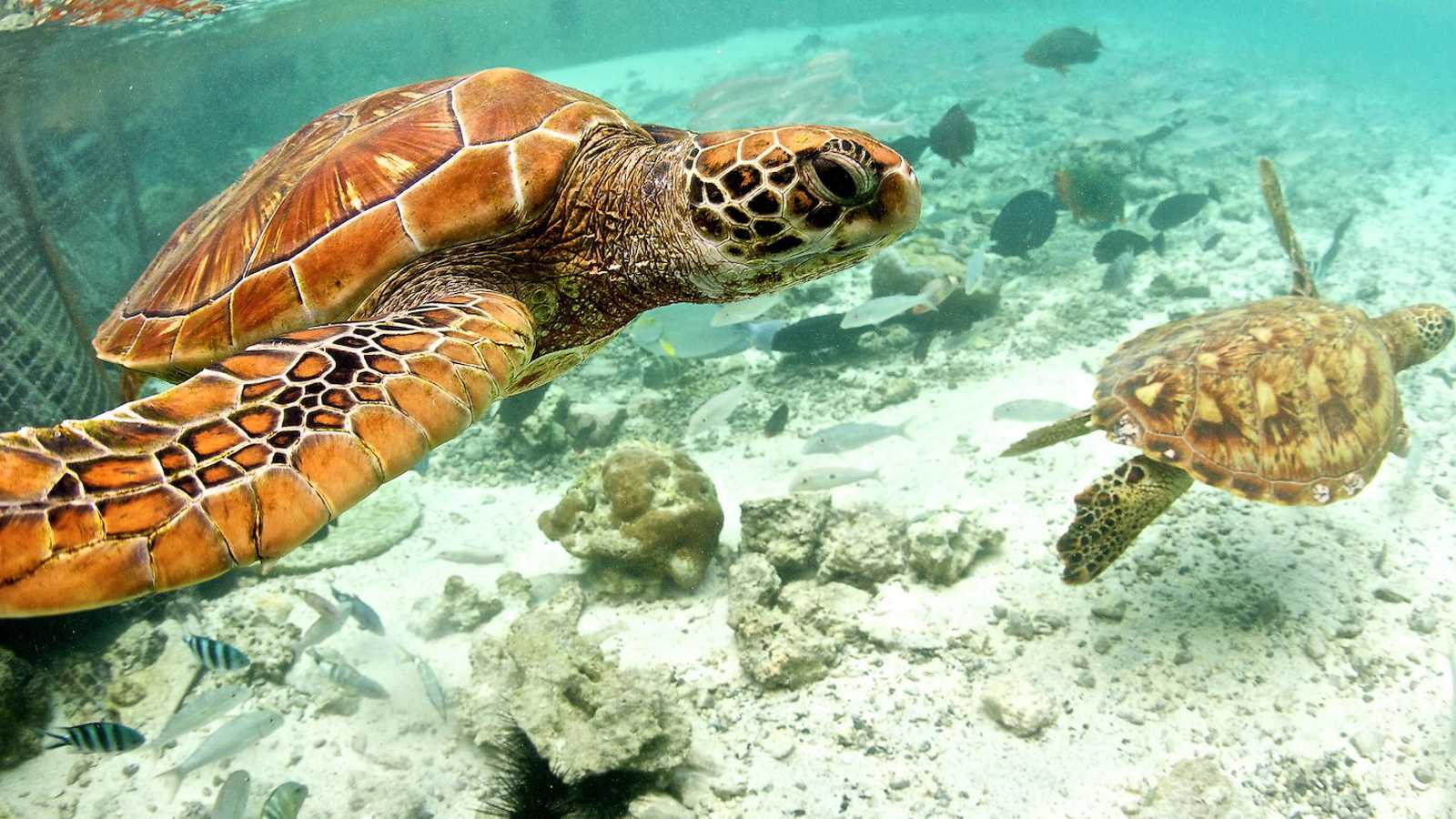 走~一起去大溪地看海龜! 波拉波拉島艾美度假村｜Bora Bora