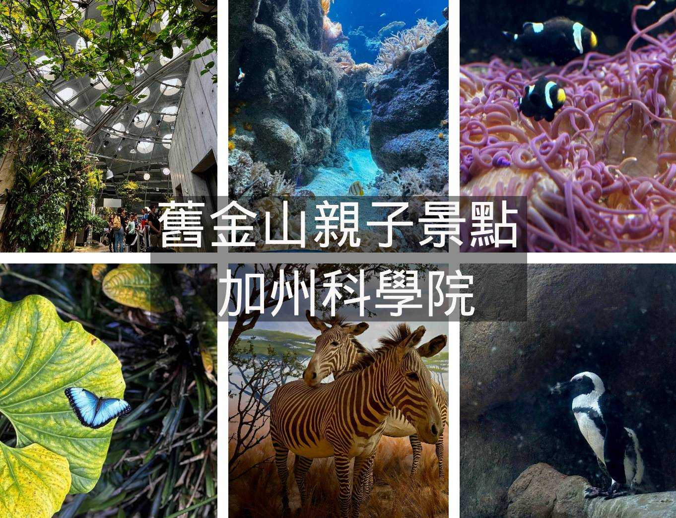 【舊金山親子景點】「四館合一」ＣＰ值大爆表～加州科學院超越想像的精彩奇幻之旅！｜California Academy of Sciences